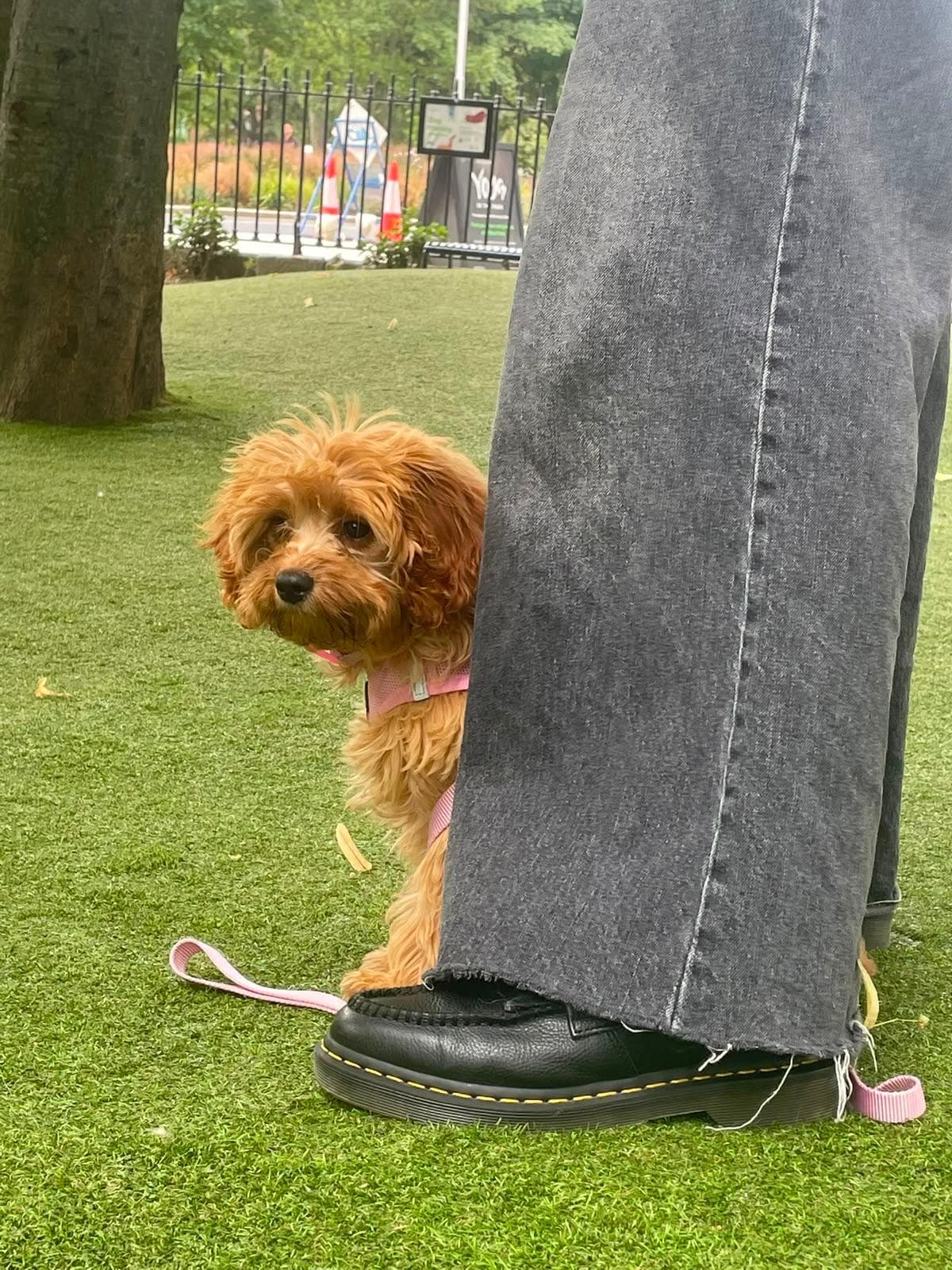 Kora the cavapoo puppy